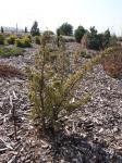 Foto juniperus_chinensis_plumosa_-_habitus_1433356704.jpg