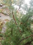 Foto juniperus_communis_-_jalovec_obecny__2_1590939760.jpg