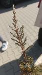 Foto juniperus_communis_1710577030.jpg