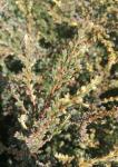 Foto juniperus_communis__spoty_spreader__-_detail_(arboretum_vsenory)_1684159068.jpg