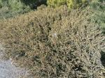 Foto juniperus_communis__spoty_spreader__-_habitus_(arboretum_vsenory)_1684159075.jpg
