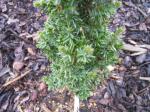 Foto juniperus_communis_arnoldiana_-_detail_jehlic_1435484604.jpg