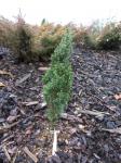 Foto juniperus_communis_arnoldiana_-_habitus_1435484650.jpg