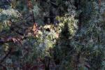 Foto juniperus_communis_d_1783075694.jpg