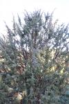Foto juniperus_communis_h_1783075721.jpg