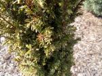 Foto juniperus_communis_horstman_-_detail_1432811715.jpg