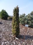 Foto juniperus_communis_horstman_-_habitus_1432811676.jpg