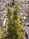 Foto juniperus_communis_majer_-_detail_1435484829.jpg