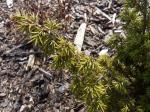 Foto juniperus_communis_majer_-_detail_vetvicky_1435484781.jpg