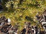 Foto juniperus_communis_majer_-_detaill_1435484874.jpg