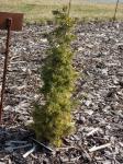 Foto juniperus_communis_majer_-_habituss_1435484911.jpg