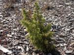 Foto juniperus_communis_majer__-_habitus_1435484727.jpg