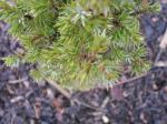 Foto juniperus_communis_sterling_silver_-_detail_jehlic_1435485016.jpg