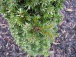 Foto juniperus_communis_sterling_silver_-_detail_jehlicc_1435485068.jpg