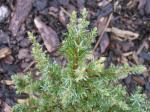 Foto juniperus_communis_suecica_-_detail_1432811892.jpg
