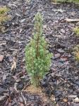 Foto juniperus_communis_suecica_-_habitus_1432811823.jpg