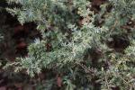 Foto juniperus_communis_´depressa´_d_1783075496.jpg
