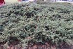 Foto juniperus_communis_´depressa´_h_1783075513.jpg