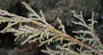 Foto juniperus_horizonalis_vetvicka_1620644452.png