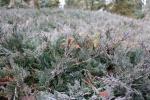 Foto juniperus_horizontalis_d1_1783076722.jpg