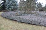 Foto juniperus_horizontalis_h_1783076751.jpg