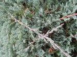 Foto juniperus_horizontalis_´wiltonii´_-_detail_1684159284.jpg