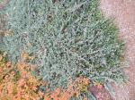 Foto juniperus_horizontalis_´wiltonii´_habitus_1684159293.jpg