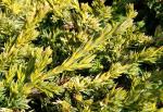 Foto juniperus_procumbens__kishiogima__-_detail_(arboretum_vsenory)_1684160100.jpg