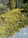 Foto juniperus_procumbens__kishiogima__-_habitus_(arboretum_vsenory)_1684160109.jpg