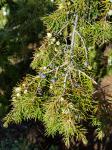 Foto juniperus_rigida_1620281947.jpg