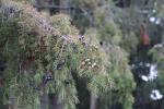Foto juniperus_rigida_d1_1783077439.jpg