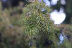 Foto juniperus_rigida_d3_1783077457.jpg