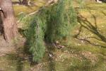 Foto juniperus_rigida_´pendula´_d_1783077346.jpg
