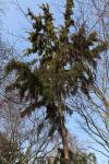 Foto juniperus_rigida_´pendula´_h_1783077314.jpg