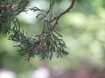 Foto juniperus_sabina_(2)_1719330899.jpg