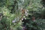 Foto juniperus_sabina_d1_1783077534.jpg