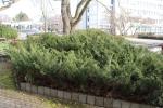 Foto juniperus_sabina_h_1783077563.jpg