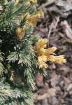 Foto juniperus_squamata__floreant__-_detail_(arboretum_vsenory)_1684160216.jpg