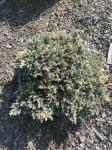 Foto juniperus_squamata__floreant__-_habitus_(arboretum_vsenory)_1684160223.jpg