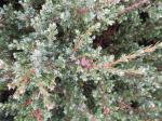 Foto juniperus_squamata_buch.-ham._ex_d.don._-_detail_1684160547.jpg