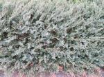 Foto juniperus_squamata_buch.-ham._ex_d.don._-_habitus_1684160566.jpg