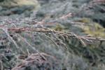 Foto juniperus_squamata_d1_1783093072.jpg