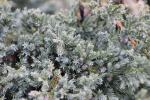Foto juniperus_squamata_d2_1783093096.jpg