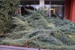 Foto juniperus_squamata_h_1783093114.jpg