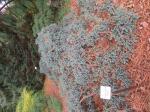 Foto juniperus_squamata_´blue_star´_habitus_1684160279.jpg