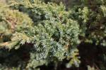 Foto juniperus_squamata_´dream_joy´_d1_1783077720.jpg