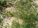 Foto juniperus_virgin_(2)_1369434084.jpg