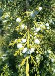 Foto juniperus_virginiana_-_detail_(arboretum_vsenory)_1684160599.jpg