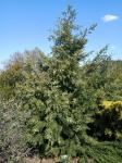 Foto juniperus_virginiana_-_habitus_(arboretum_vsenory)_1684160723.jpg