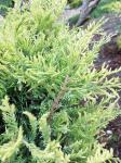 Foto juniperus_virginiana_-_jalovec_virginsky_(2)_1586643731.jpg